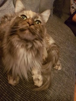 cat2.jpg