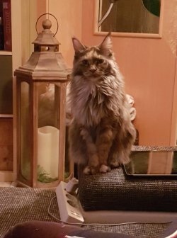 Cat1.jpg
