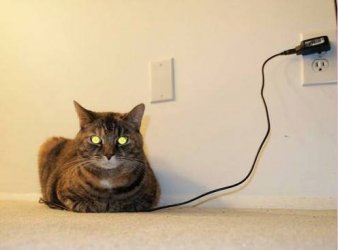 Katze geladen.jpeg