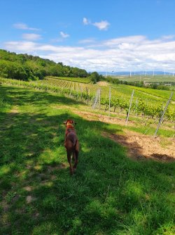 IMG-20220526-WA0014.jpg IMG-20220526-WA0014.jpg