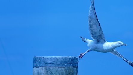 Möwe3.jpg