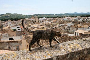 cat-klein.jpg