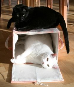 schwule Kampfkater.jpg