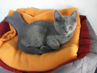 Casimir04.jpg