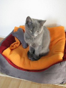 Casimir05.jpg