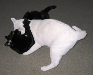 schwuleKampfkater3.jpg