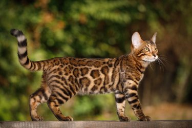 Bengalkatze_Portrait_1200x800.jpg
