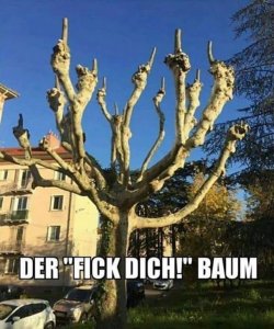 Baum.jpg