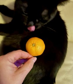 Oona_Mandarine.jpeg