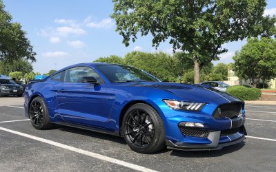 Shelby.JPG