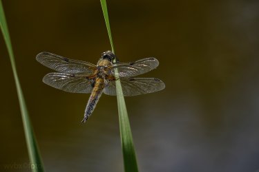 zr0493.jpg