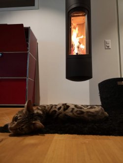 cat on fire.jpg
