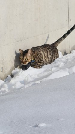 acuh gern im schnee.jpg
