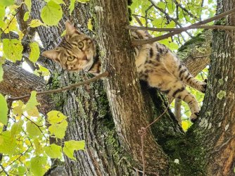 auf dem baum.jpg