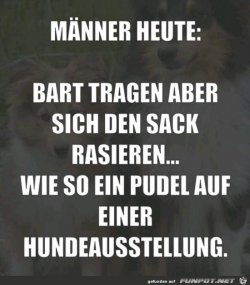 Wie_ein_Pudel.jpg