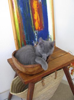Casimir07.jpg