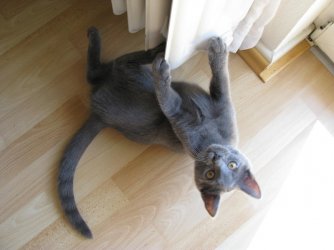 Casimir10.jpg