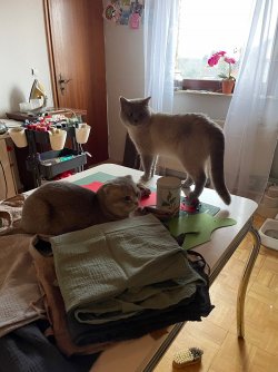 CB3AF853-972D-44CD-BD61-4D7CCB7E43CE.jpeg