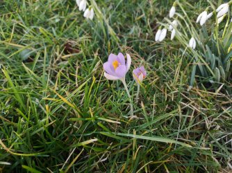 frühling_5.jpg