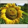 6_103_d2231_2004_09_13_sonnenblume_mit_gesicht_4_rs_tn.jpg