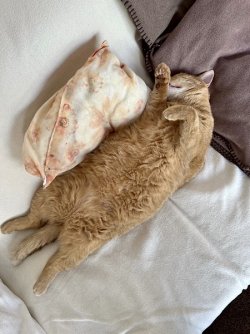 IMG_4735.jpeg