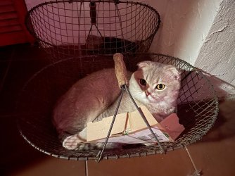 IMG_2838.jpeg