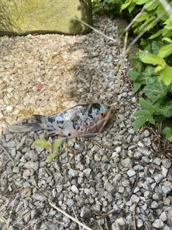 IMG_4750.jpeg