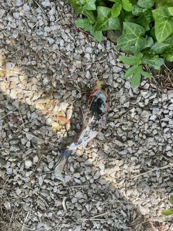 IMG_4751.jpeg