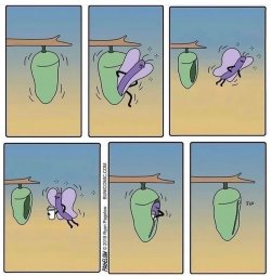caterpillar.jpg