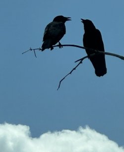 IMG_0571.jpeg