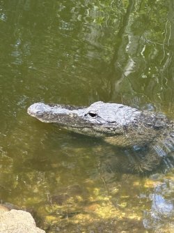 IMG_0614.jpeg
