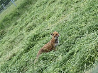 alpine fox.jpg