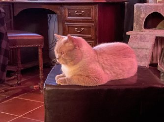 IMG_2798.jpeg