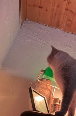 IMG_2968.jpeg