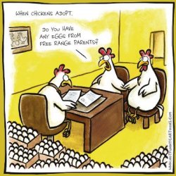 776bb215dcbd6c41f61ac9c8dd8fd54f--chicken-jokes-funny-chicken.jpg