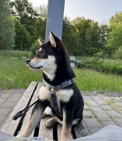 IMG_4567.jpeg
