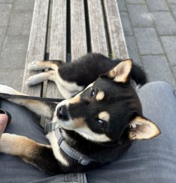 IMG_4568.jpeg