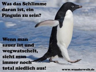 facebook-bilder-punguin-bjpg,id=e8a55fc9,b=wunderweib,w=1600,h=,ca=,rm=sk.jpeg