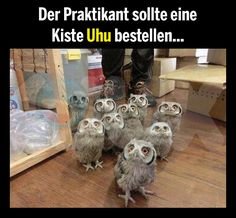 5a9ea7037c994bab1498872c782ddb88--fun-fun-fun-funny-pics.jpg