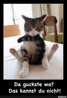 465736b38a6631a3f3e64e2baf351c7b--yoga-cat-cute-cats.jpg