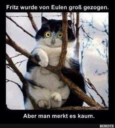d1ca233638d6a6125effebf1d5cae6cd--sweets-animals.jpg