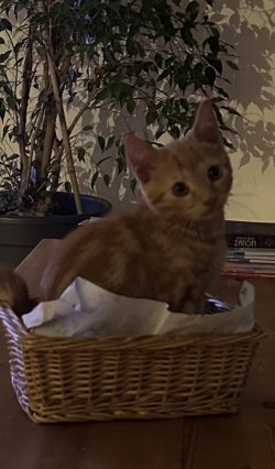 IMG_1378.jpeg