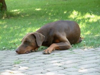 Hundstage2.JPG