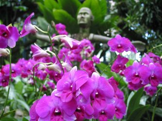 orchidee_800.JPG