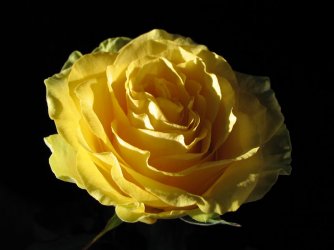 001_rose_of_love.jpg