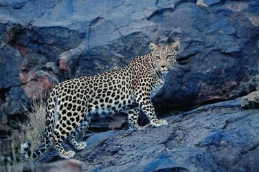 Leopard.jpg