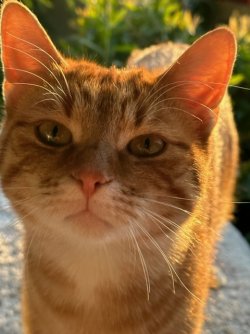 IMG_3431.jpeg