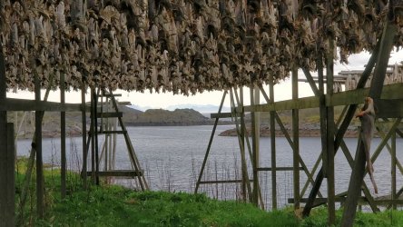 Stockfischgestell_Henningsvær_01.jpg