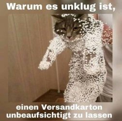Katze_war_im_Karton.jpg