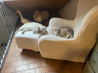 IMG_3306.jpeg
